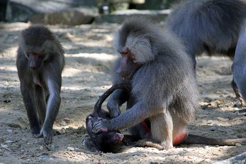 2010-08-24 (610) Aanranding en mishandeling gebeurd ook in de apenwereld.jpg